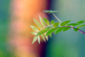 rowan leaves close up on a blurred background