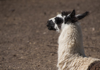 Naklejka premium close up of a llama