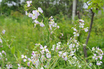 Сardamine pratensis. Beautiful wildflowers with raindrops.