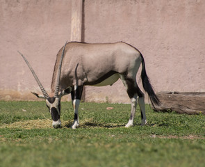 Scimitar oryx antelope eating grass