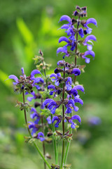 Wiesensalbei