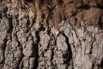 close up of dromedary camel hairy skin