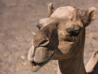 Dromedary close up face