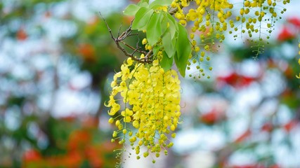 Beautiful cluster of bright yellow golden shower flowers, bokeh in the  background