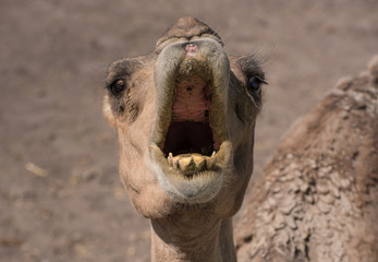 close up of the face of a dromedary with the mouth open waiting for food