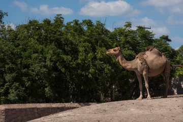 beautiful photo of a dromedary camel with green plants and blue sky background 