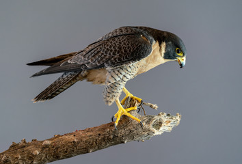 Peregrine Falcon perched on branch with plain gray background