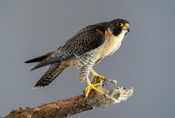 Peregrine Falcon perched on branch with plain gray background