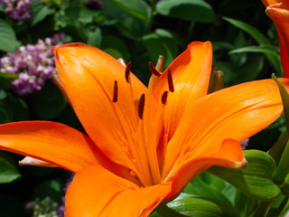 Obraz premium orange lily flower garden Vienna