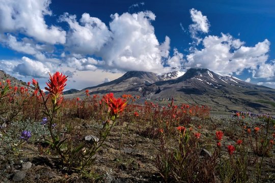 Volcano with wildflowers on foothill on a summer day. Travel Washington. View form a popular hiking trail from Johnston Ridge Observatory. Centralia. Washington. Unites States of America