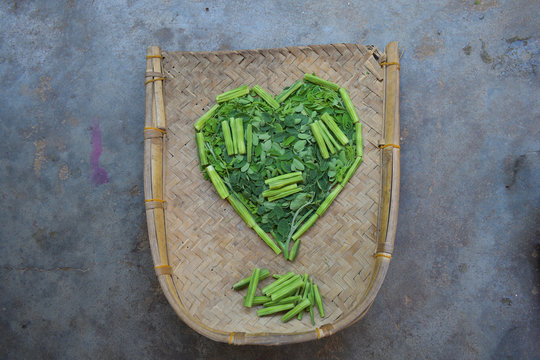 Moringo Tree Leaves and drumsticks fruits of this plants