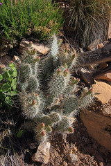 Small budding cactus on the Grandview Trail in Grand Canyon National Park, Arizona.