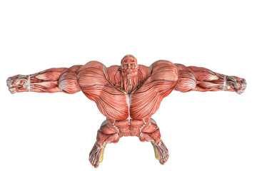 muscle maps of a strong man bird eye view