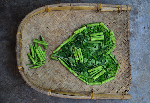 Moringo Tree Leaves and drumsticks fruits of this plants