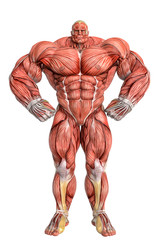 muscle maps of a strong man standing up with power