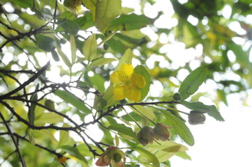 branch of a tree