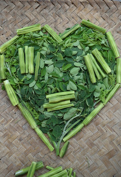 Moringo Tree Leaves and drumsticks fruits of this plants