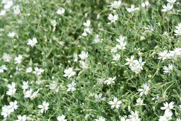 Background with small white flowers. Photo image.