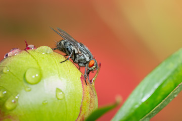 Fly gathering pollen on a peony button