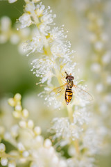 Small fly gathering pollen on some white flowers