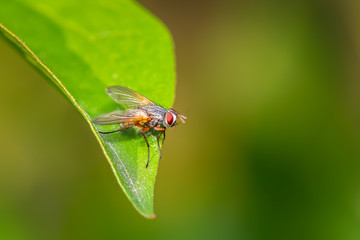 Small tachinidae fly resting on a green leaf