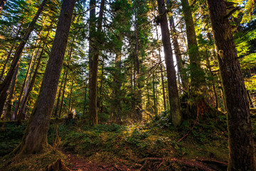 Olympic National Forest, Olympic National Park