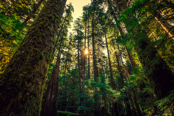 Sunrise in the Tall Trees. Olympic National Forest