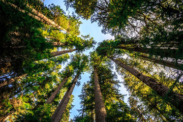 Looking up to the Trees, Olympic National Forest © Stephen
