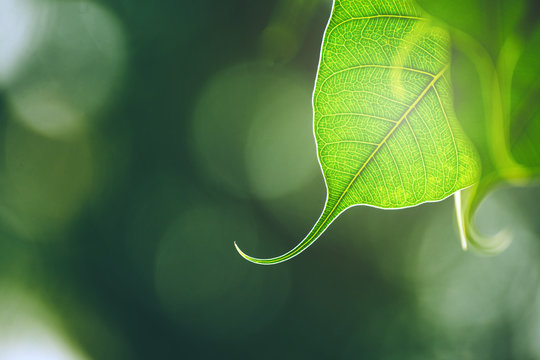 Green Bo leaf with Sunlight  in the morning, Bo tree  representing Buddhism in thailand.