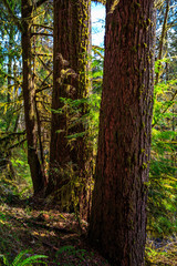 Hoh Rain Forest in Olympic National Park