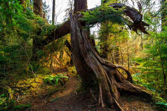 Hoh Rain Forest in Olympic National Park