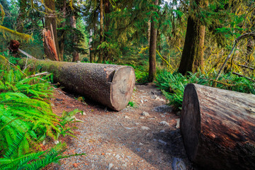 Hoh Rain Forest in Olympic National Park