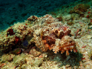 Fototapeta na wymiar Closeup and macro shot of an aggressive Reef Scorpionfish or also known as the rockfish or stonefish during a leisure dive in Mabul Island, Semporna. Tawau, Sabah. Malaysia, Borneo.