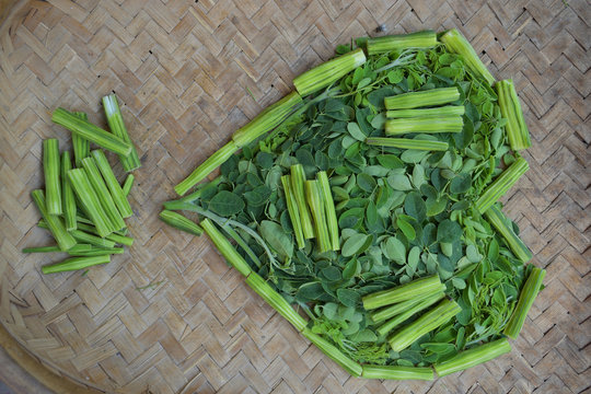 Moringo Tree Leaves and drumsticks fruits of this plants