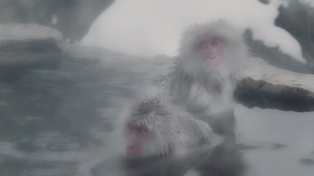 スノーモンキー(猿)　長野県 地獄谷野猿公苑