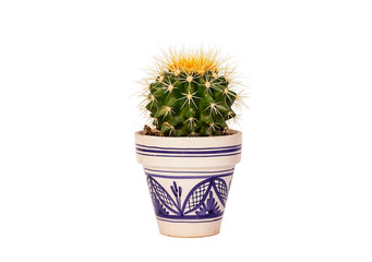 echinopsis cactus in a small flowerpot