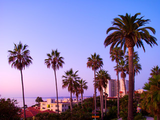 Fototapeta na wymiar Palm Trees at Dusk in San Diego