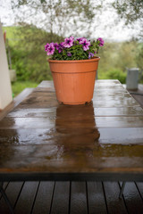 Brown pot with a purple flower stands on the table