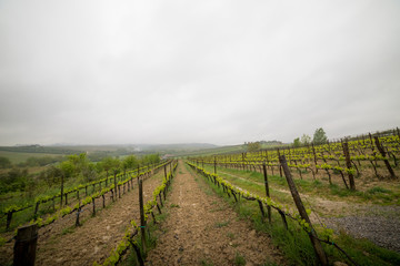 Fototapeta na wymiar Rows of beds, planted fields stretch for miles