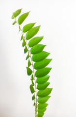 star gooseberry leaves on isolated white background 