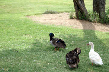 Ducks preening under a tree