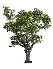 Obraz premium Isolated tree on white background with clipping path.