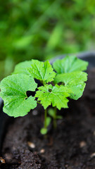 Close up little tree agriculture background