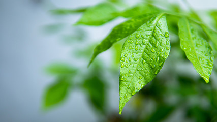 Rian drop on murraya leaf nature background