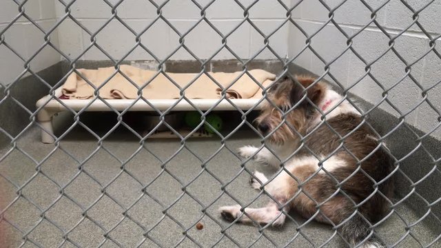 Sad lonely dog in kennel cage 4k
