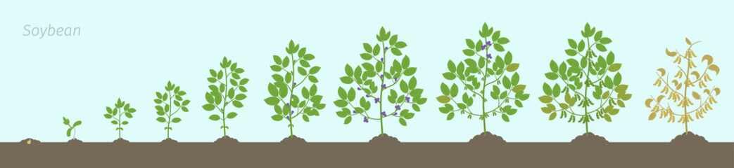Growth stages of Soybean plant. Soya bean phases set ripening period. Glycine max life cycle, animation progression In the soil.