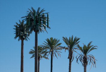 Palm Tree Cell Phone Tower