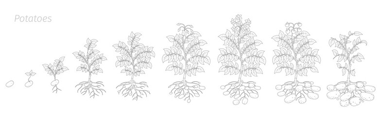 Crop stages of potatoes plant. Harvest potato growth animation progression. Outline contour vector illustration.