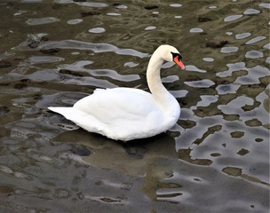 swan on the lake