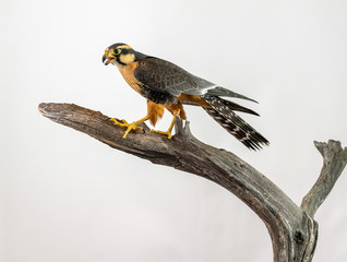 Aplomado Falcon Perched isolated on white background